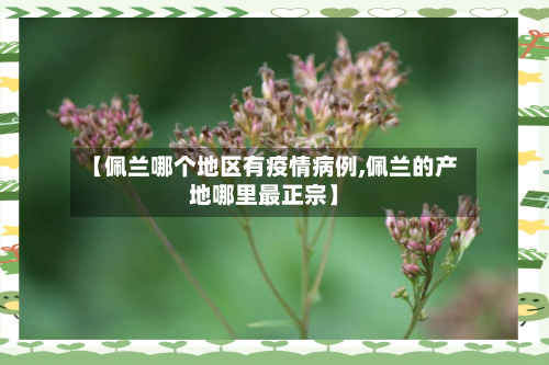 【佩兰哪个地区有疫情病例,佩兰的产地哪里最正宗】-第2张图片