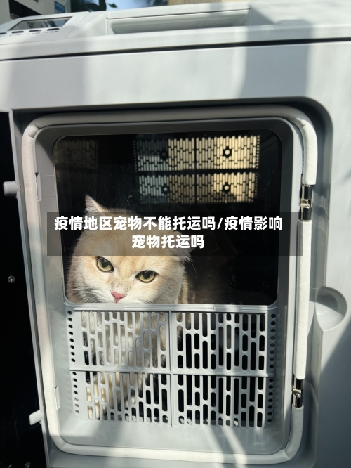 疫情地区宠物不能托运吗/疫情影响宠物托运吗-第1张图片